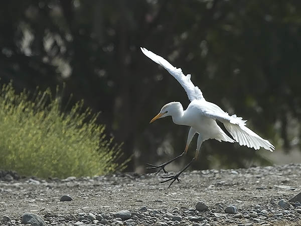 Lehmähaikara, Cattle Egret, Bubulcus ibis
